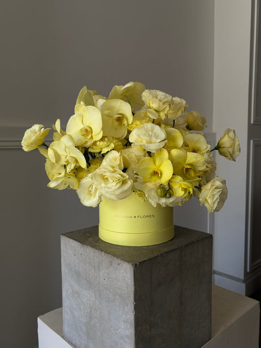 Butter Yellow Box