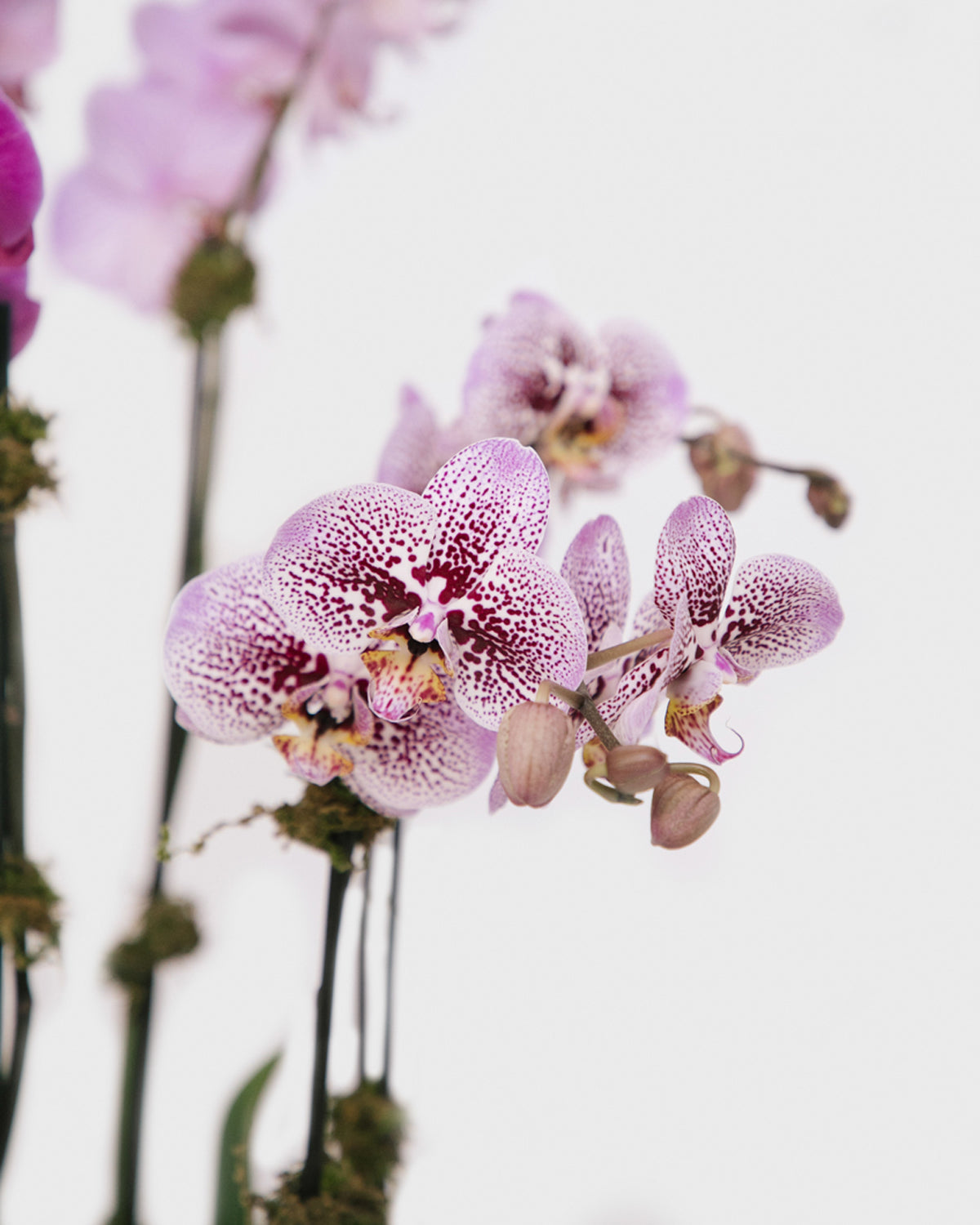 Lata Tie Dye Orquídeas