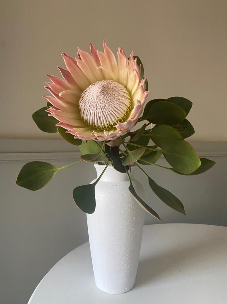 Protea King